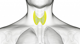 Trastorno de la tiroides: la enfermedad silenciosa
