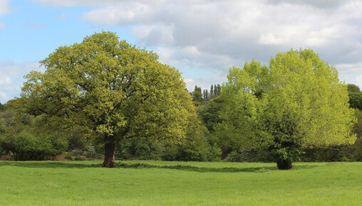 two trees