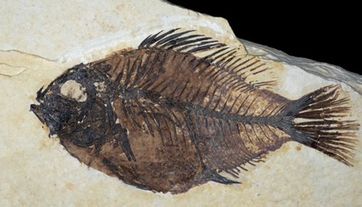fish, fossil