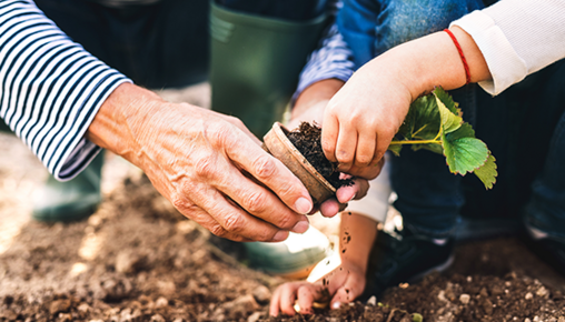 Planting, Dirt