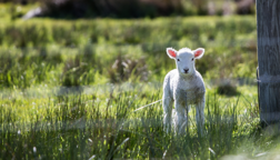Lamb, Passover
