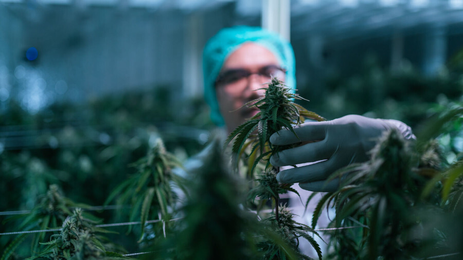 Cuando Oklahoma legalizó la marihuana…