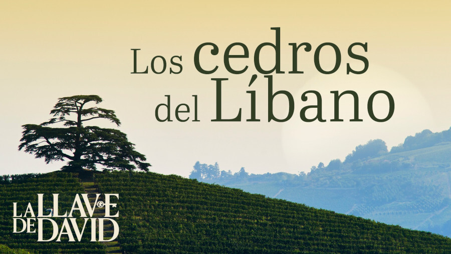 Los cedros del Líbano